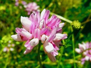 Securigera varia | Online Flower Garden