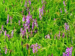 Vicia villosa | Online Flower Garden