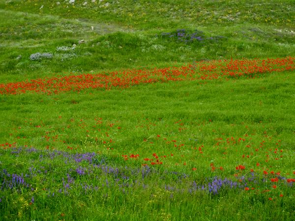 Papaver rhoeas near Jermuk