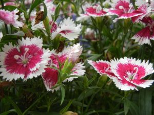 Dianthus | Online Flower Garden