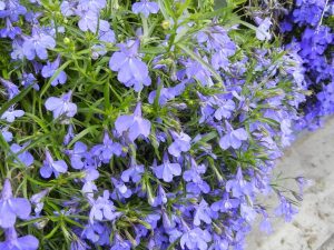 Lobelia erinus