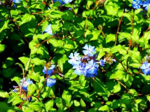 Ceratostigma Willmottianum | Online Flower Garden