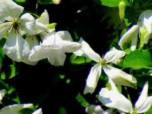 Clematis montana var. Grandiflora