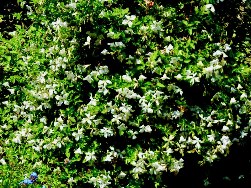 Clematis montana var. Grandiflora