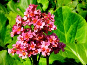 Bergenia cordifolia 'Abendglut'
