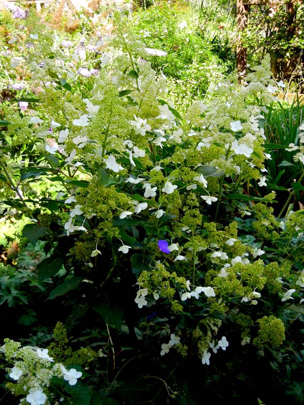 Hydrangea Paniculata - Floribunda