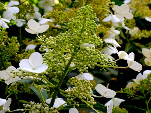 Hydrangea Paniculata - Floribunda