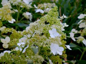 Hydrangea Paniculata - Floribunda