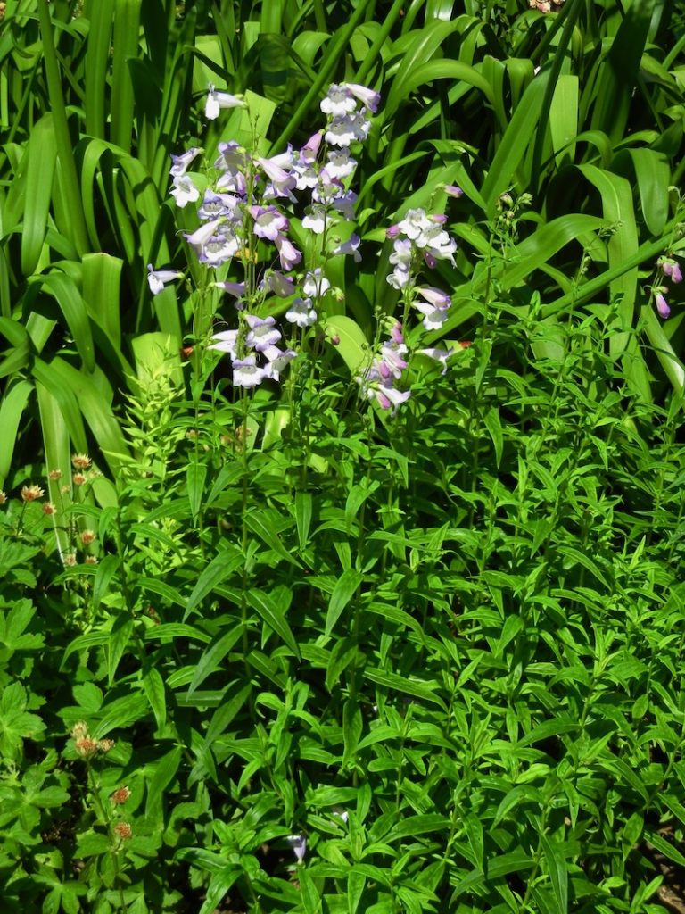Penstemon 'Pensham Dorothy Wilson'
