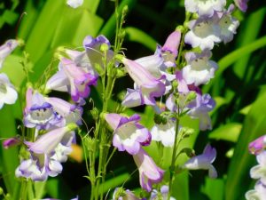 Penstemon 'Pensham Dorothy Wilson' | Online Flower Garden