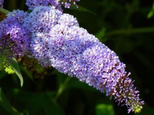 Buddleja davidii | Online Flower Garden