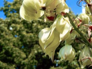 Adams needle, Yucca filamentosa | Online Flower Garden
