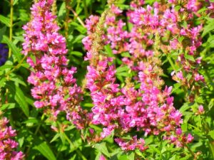 Salvia Nemorosa - Pink Friesland