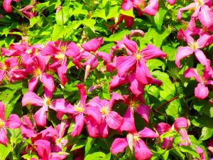 Clematis viticella 'Abundance' | Online Flower Garden