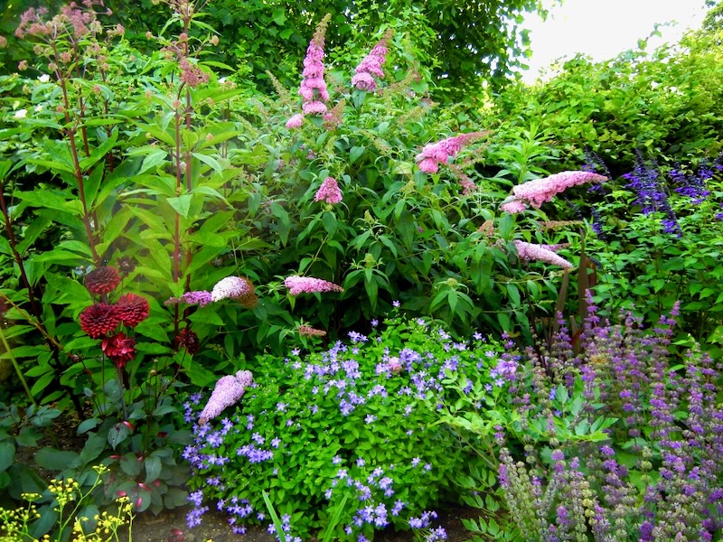 Buddleja davidii 'Pink Delight'