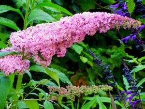 Buddleja davidii 'Pink Delight'