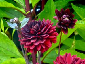 Dahlia ‘Arabian Night’ | Online Flower Garden