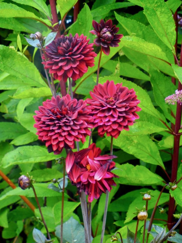 Dahlia ‘Arabian Night’ | Online Flower Garden