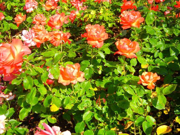 'Tintinara' Rose at Regent's Park