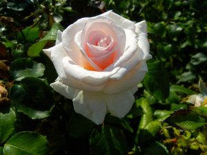 Rosa ‘Belmonte’ | Online Flower Garden