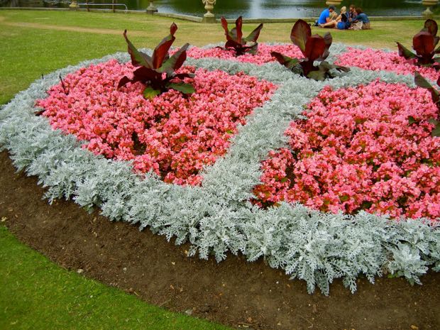 Begonia-semperflorens-3508 | Online Flower Garden Begonia Sempreflorens