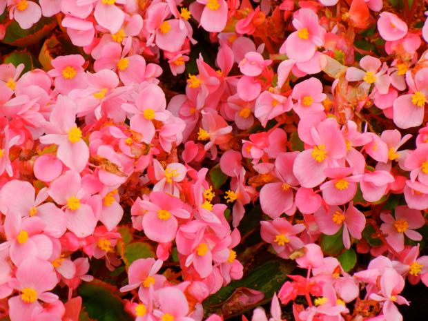 Begonia Sempreflorens Ascot Pink