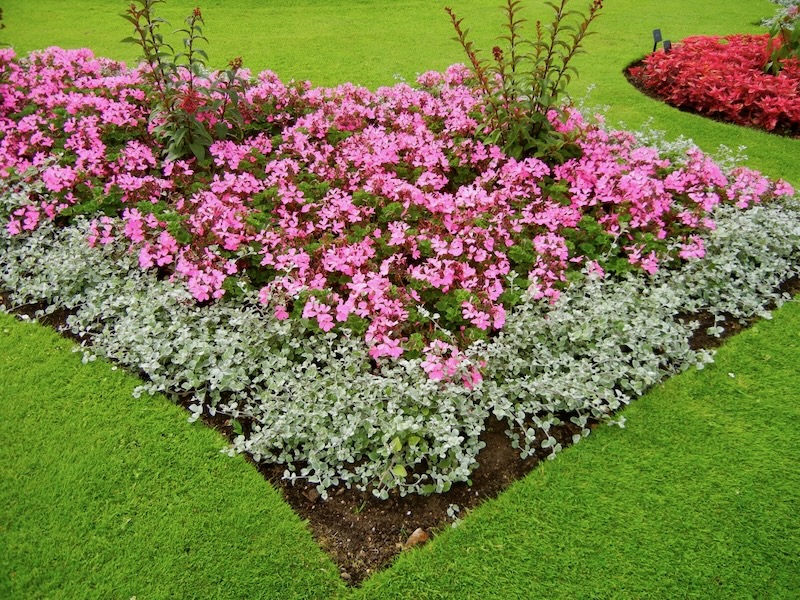 Pelargonium 'Caliente® Pink'