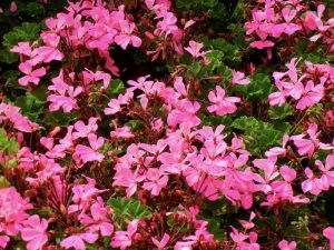 Pelargonium 'Caliente® Pink'
