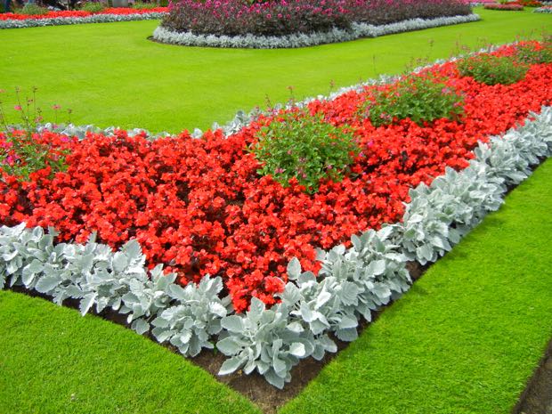 DSCN3524 | Online Flower Garden Begonia Sempreflorens