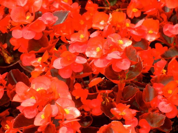 DSCN3527 | Online Flower Garden Begonia Semperflorens Ascot Bronze
