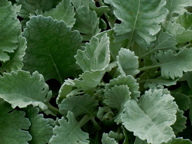 Senecio-Cineraria | Online Flower Garden Senecio Cineraria 'Cirrus'