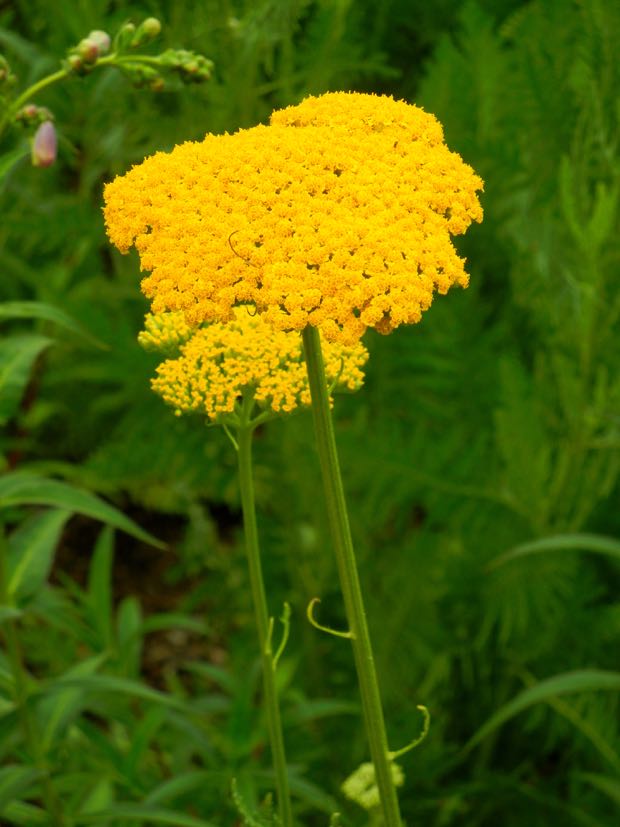 DSCN3557 | Online Flower Garden Achillea | Online Flower Garden