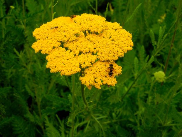 DSCN3558 | Online Flower Garden Achillea filipendulina | Online Flower Garden