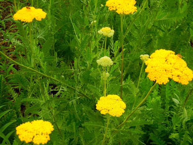 DSCN3559 | Online Flower Garden Achillea filipendulina, Gold Plate | Online Flower Garden