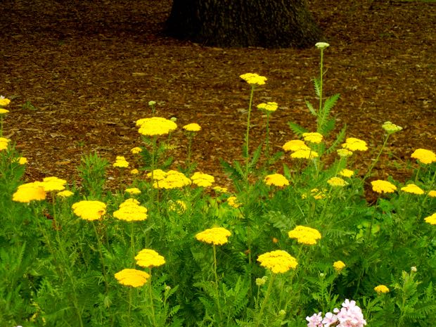 DSCN3560 | Online Flower Garden Achillea filipendulina, Gold Plate | Online Flower Garden