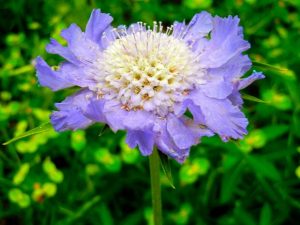 Caucasian scabious | Online Flower Garden