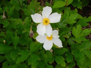 Anemone Honorine Jobert