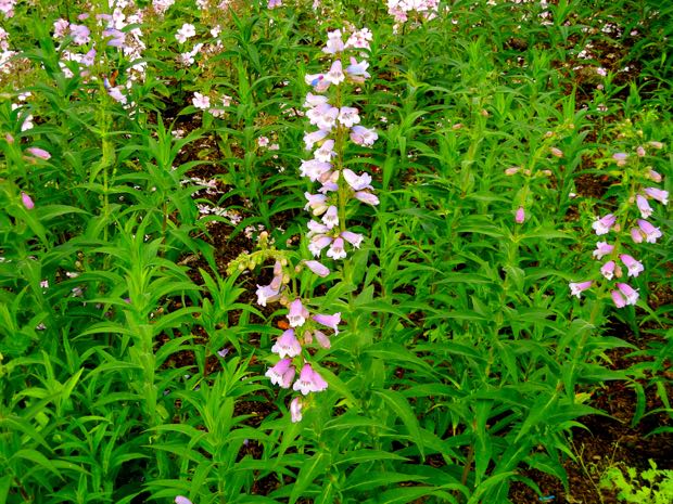 DSCN3575 | Online Flower Garden Penstemon