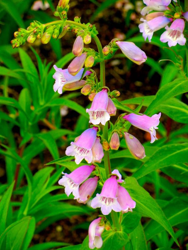 DSCN3578 | Online Flower Garden Penstemon 'Sour Grape'