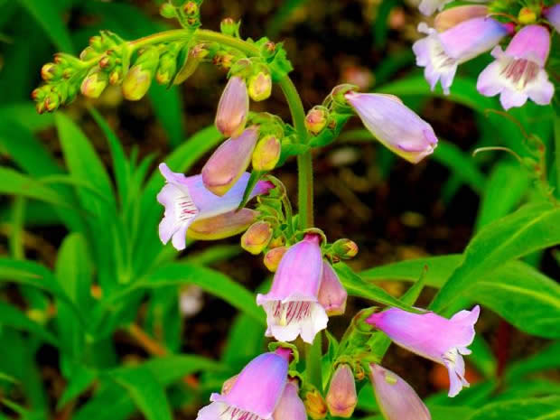 Penstemon