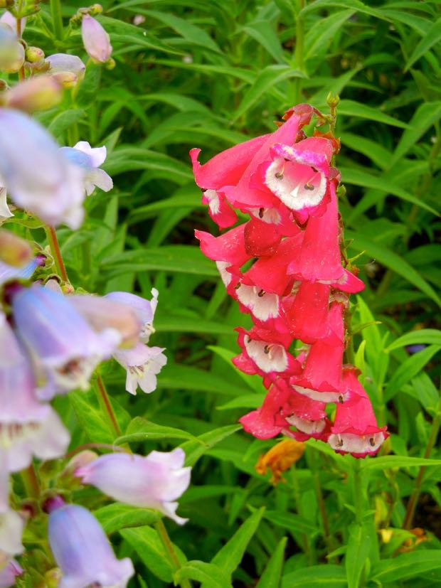 DSCN3579 | Online Flower Garden Penstemon