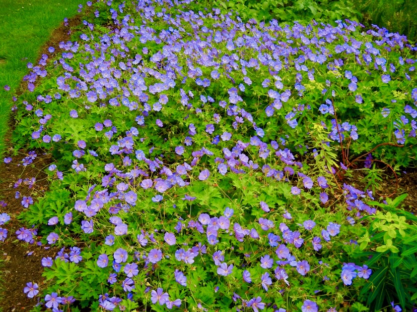 Geranium wallichianum 'Rise and Shine'
