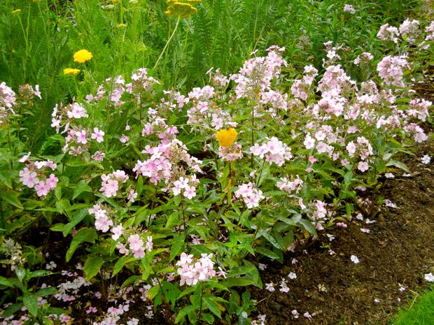 Phlox-paniculata | Online Flower Garden Phlox paniculata 'Rosa Pastell'