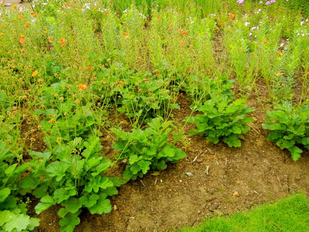 DSCN3590 | Online Flower Garden Geum - Totally Tangerine