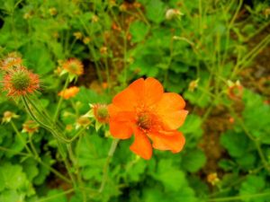 Geum 'Totally Tangerine' | Online Flower Garden