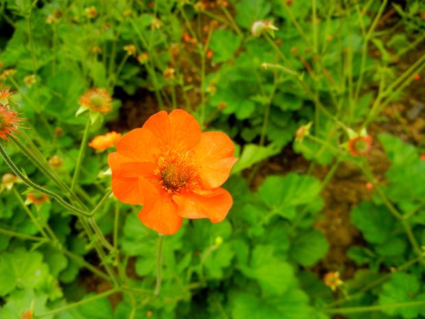 Geum-Totally-Tangerine | Online Flower Garden Geum 'Totally Tangerine'