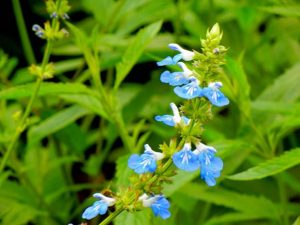 Salvia Uliginosa