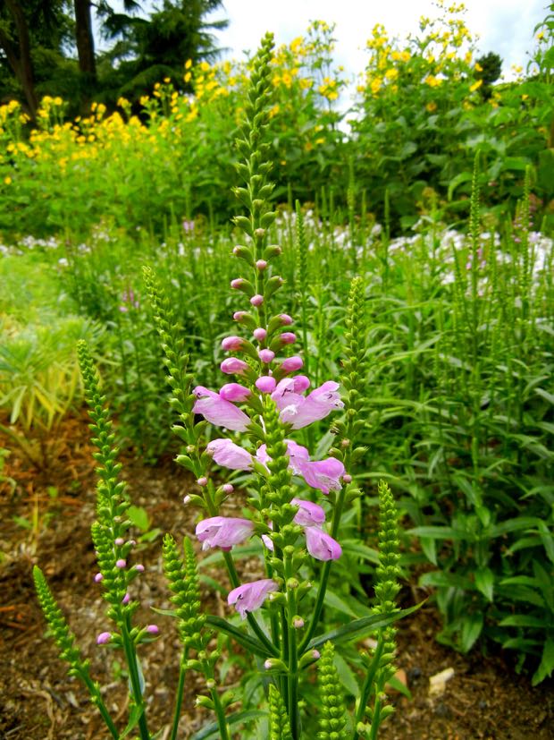 DSCN3603 | Online Flower Garden Physostegia virginiana Vivid