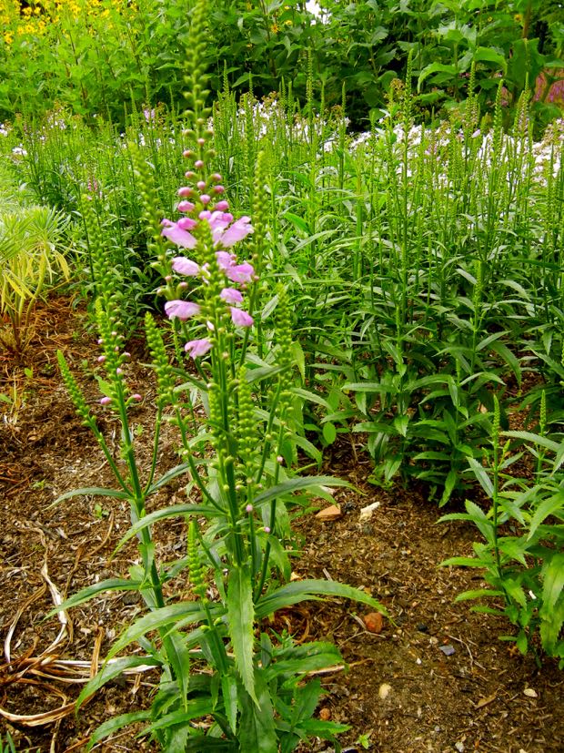 DSCN3604 | Online Flower Garden Physostegia virginiana 'Vivid'