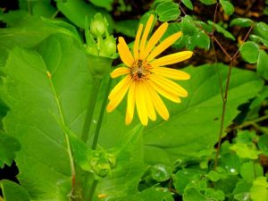 Silphium perfoliatum | Online Flower Garden